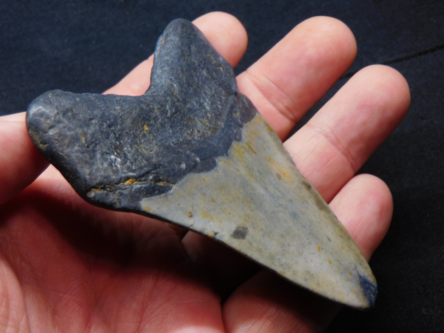 3.4 inch Megalodon Tooth