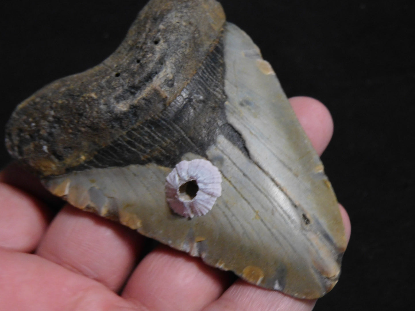 3.6 inch Megalodon Tooth with Barnacle