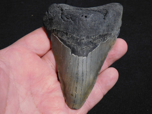 4.2 inch Megalodon Tooth