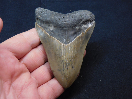 4 inch Megalodon Tooth