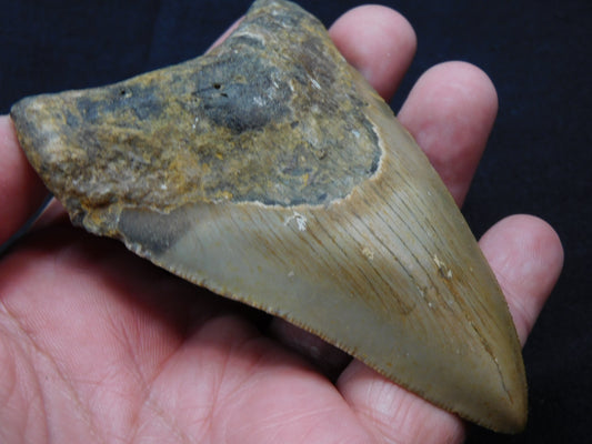 3.8 inch Megalodon Tooth