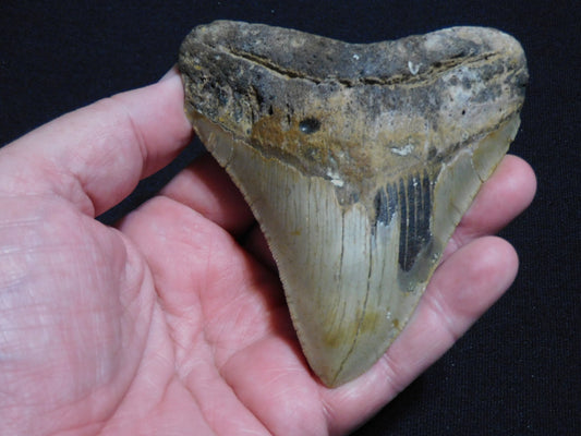 4.3 inch Megalodon Tooth