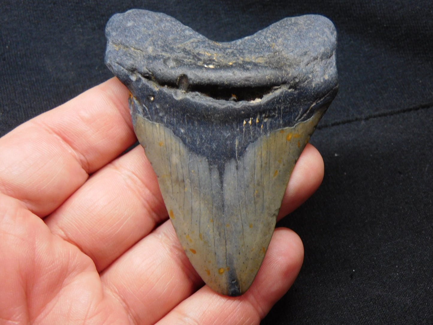 3.4 inch Megalodon Tooth