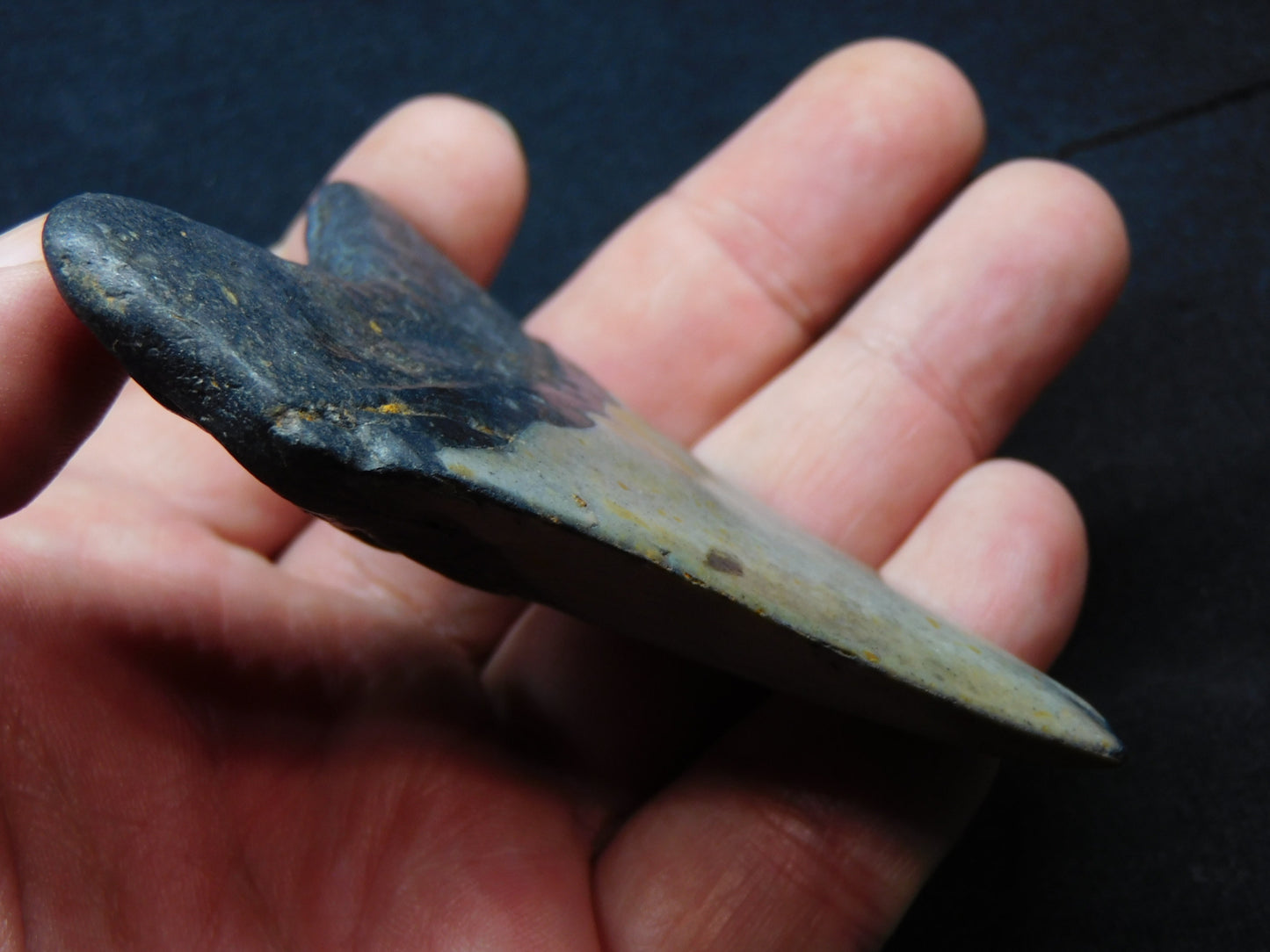 3.4 inch Megalodon Tooth