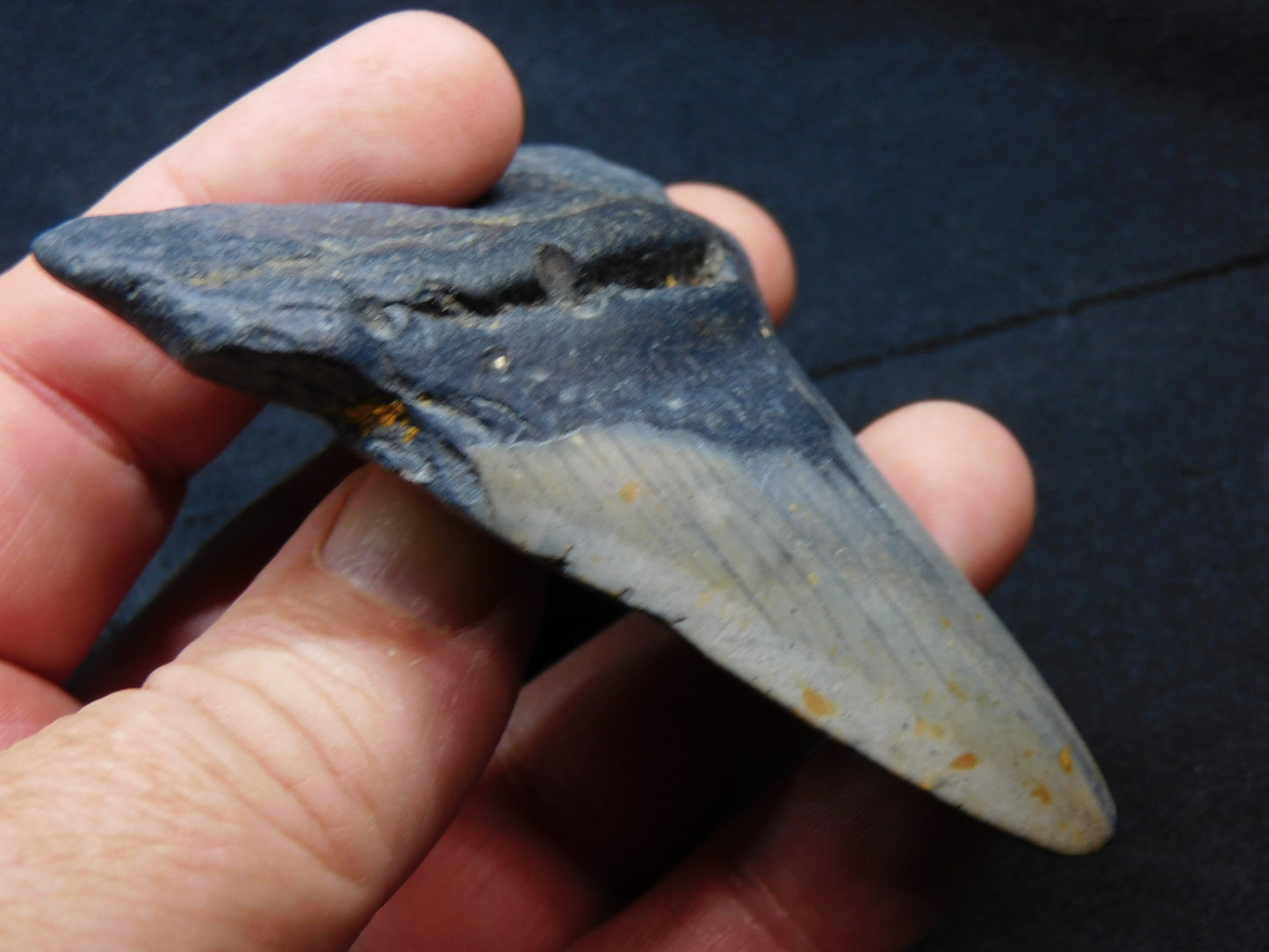 3.4 inch Megalodon Tooth