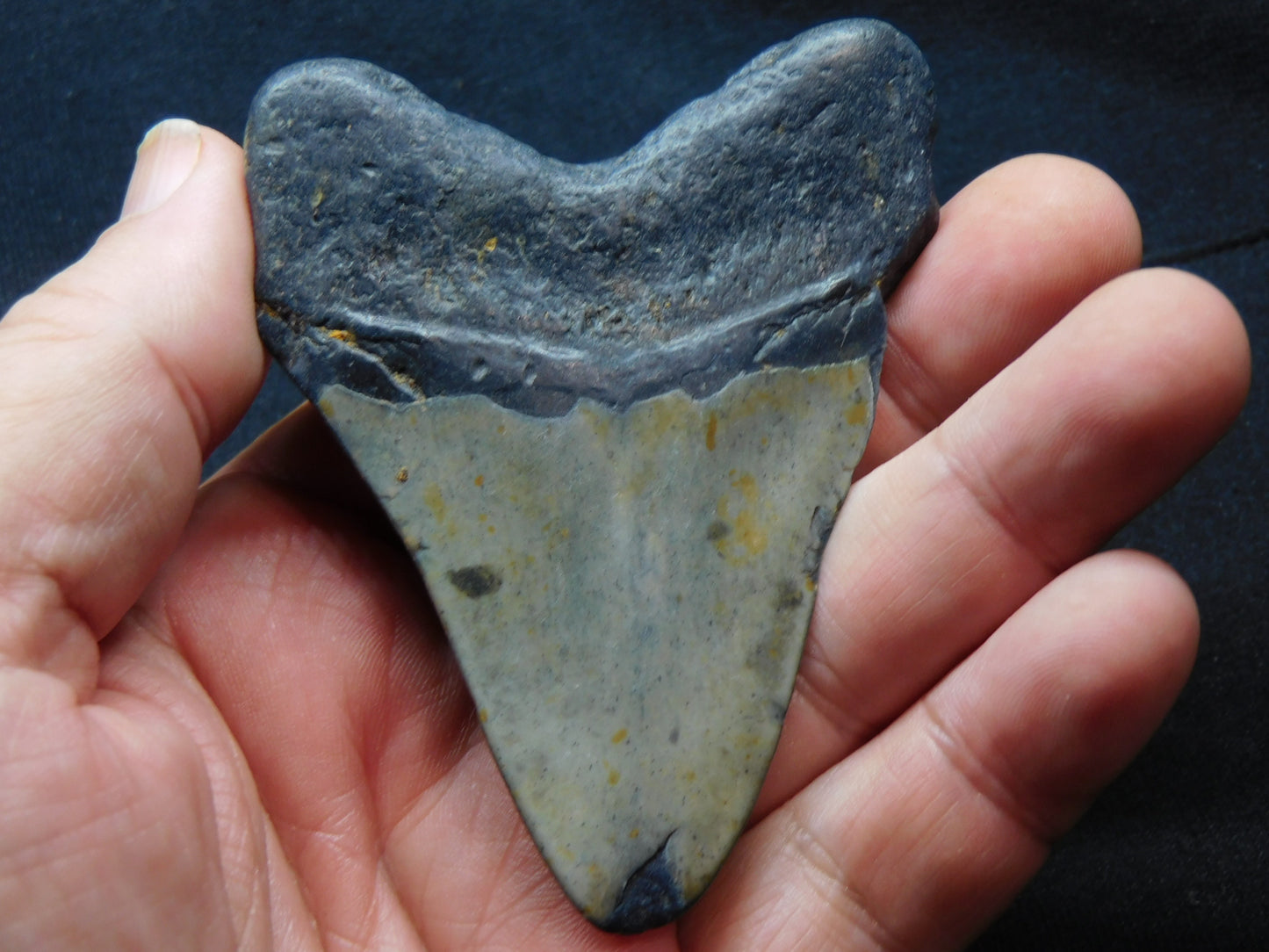3.4 inch Megalodon Tooth