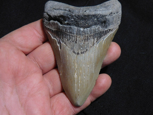 3.9 inch Megalodon Tooth
