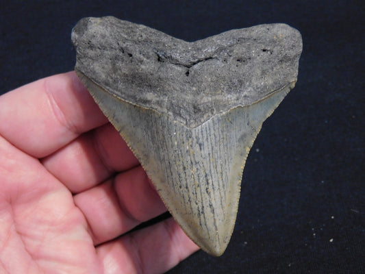 3.6 inch Megalodon Tooth