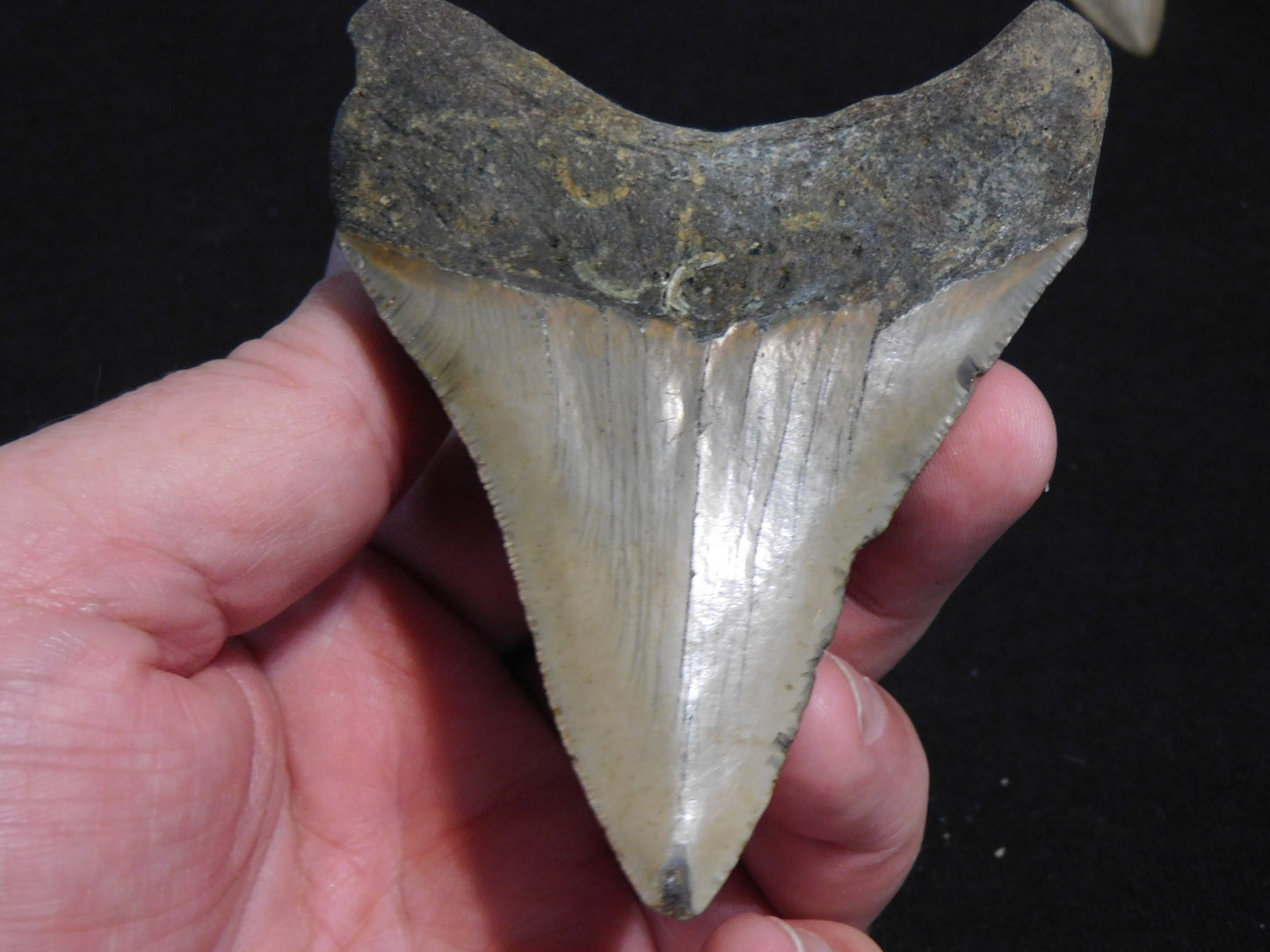 3.9 inch Megalodon Tooth
