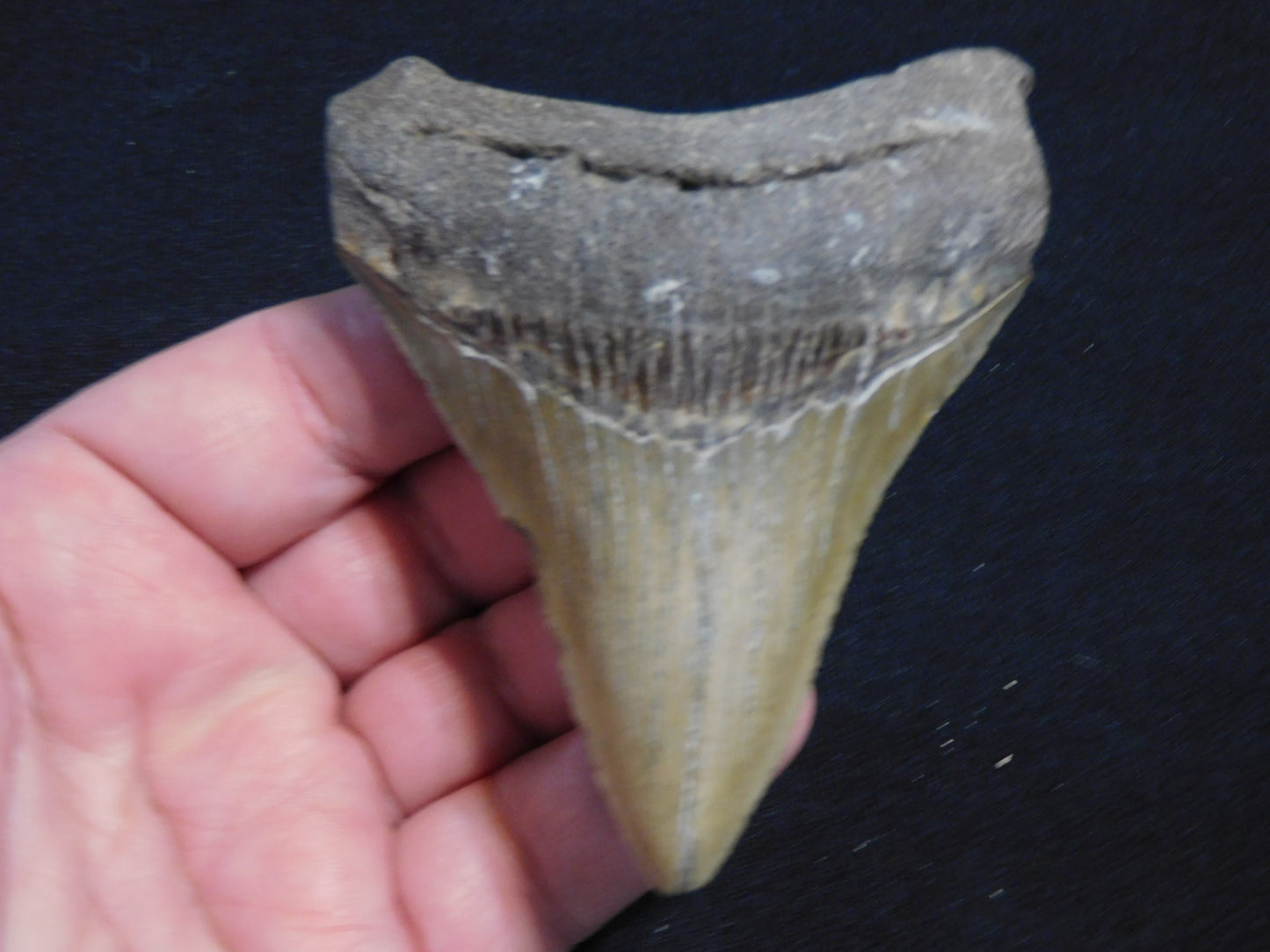 3.9 inch Megalodon Tooth