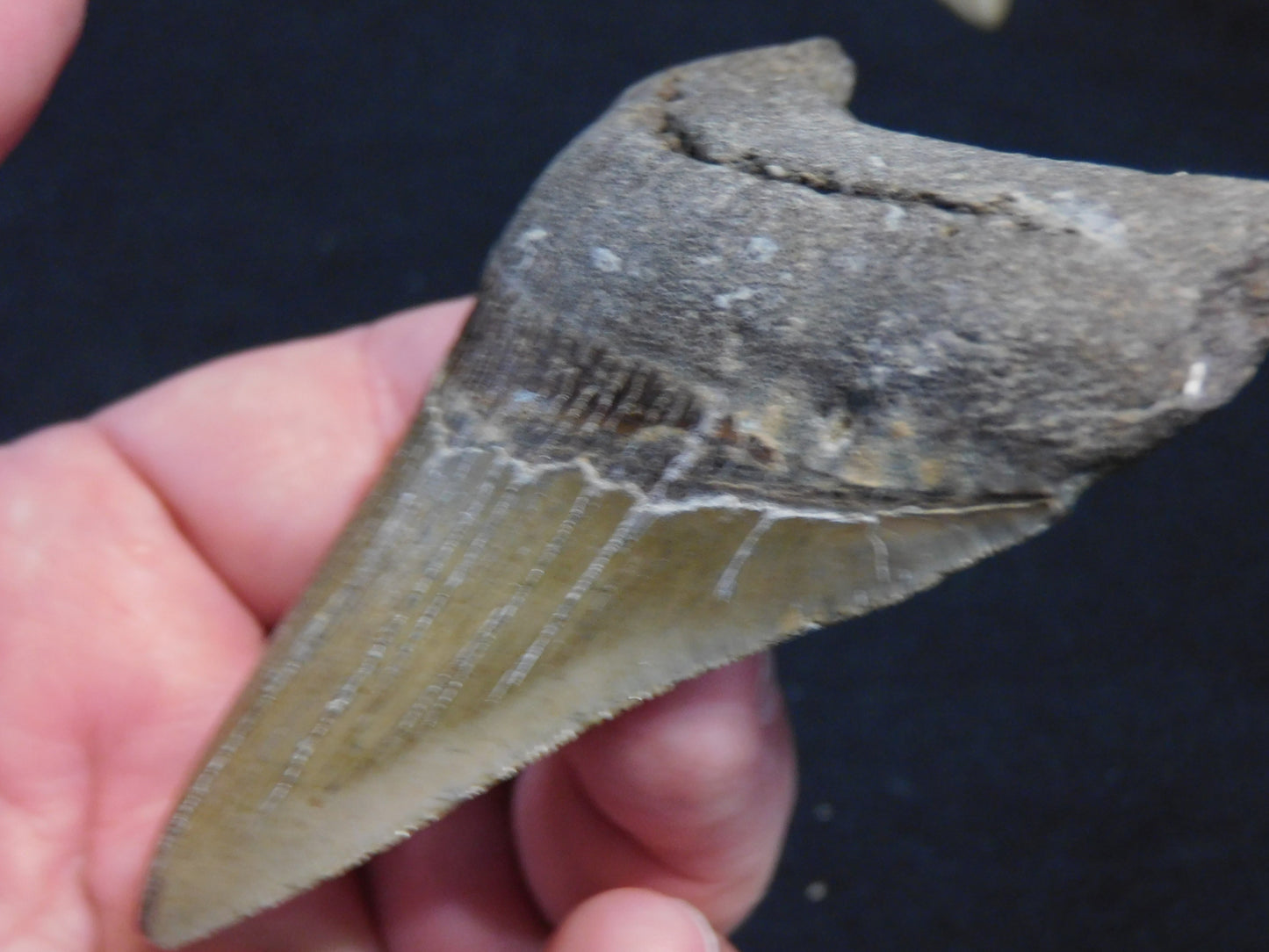 3.9 inch Megalodon Tooth
