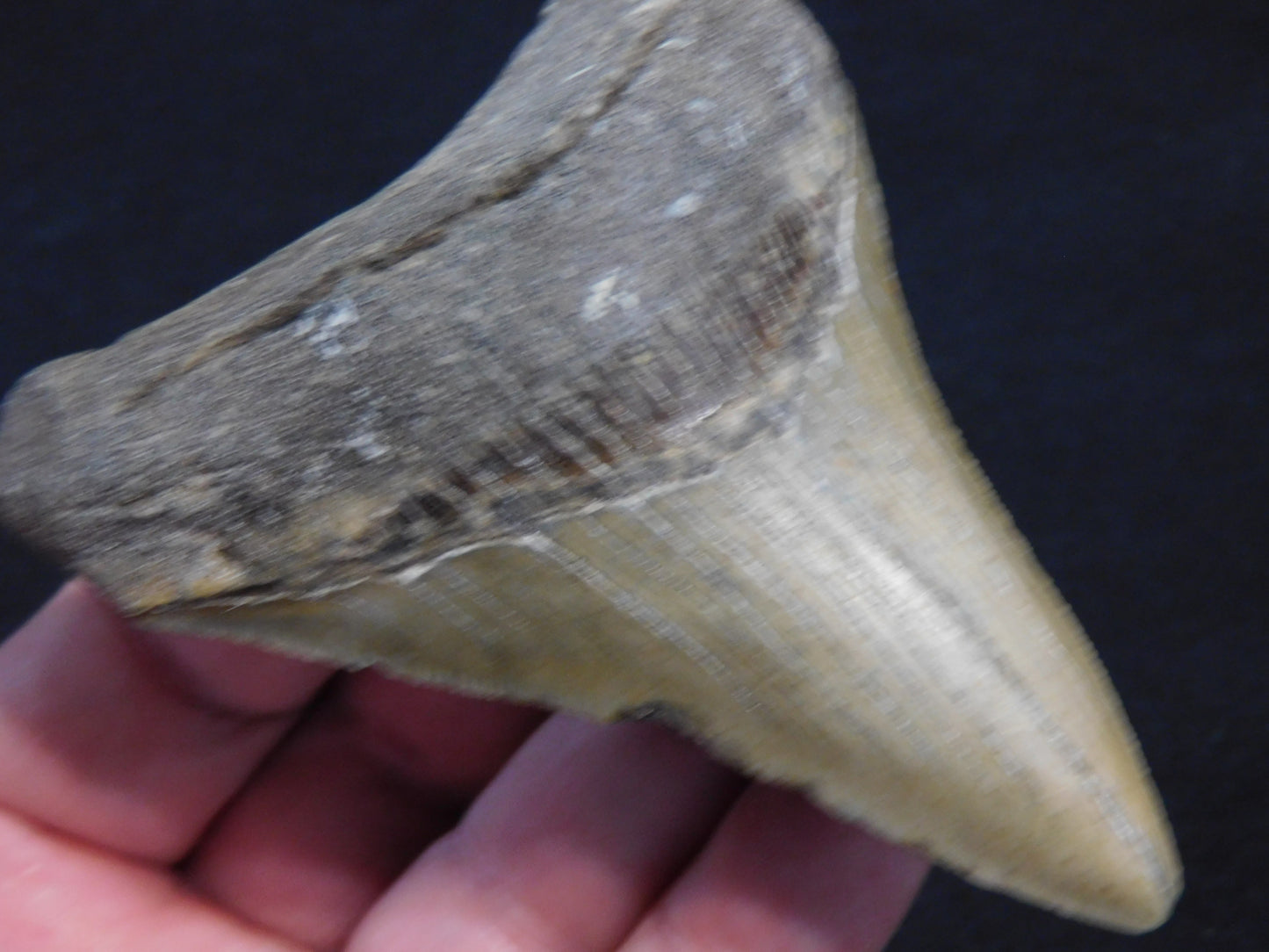 3.9 inch Megalodon Tooth