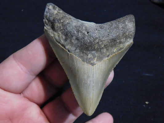 3.2 inch Megalodon Tooth
