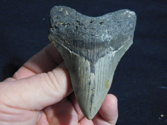3.5 inch Megalodon Tooth