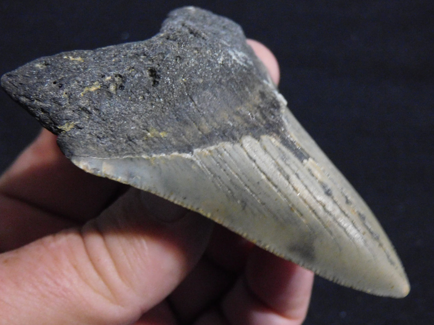 3.5 inch Megalodon Tooth