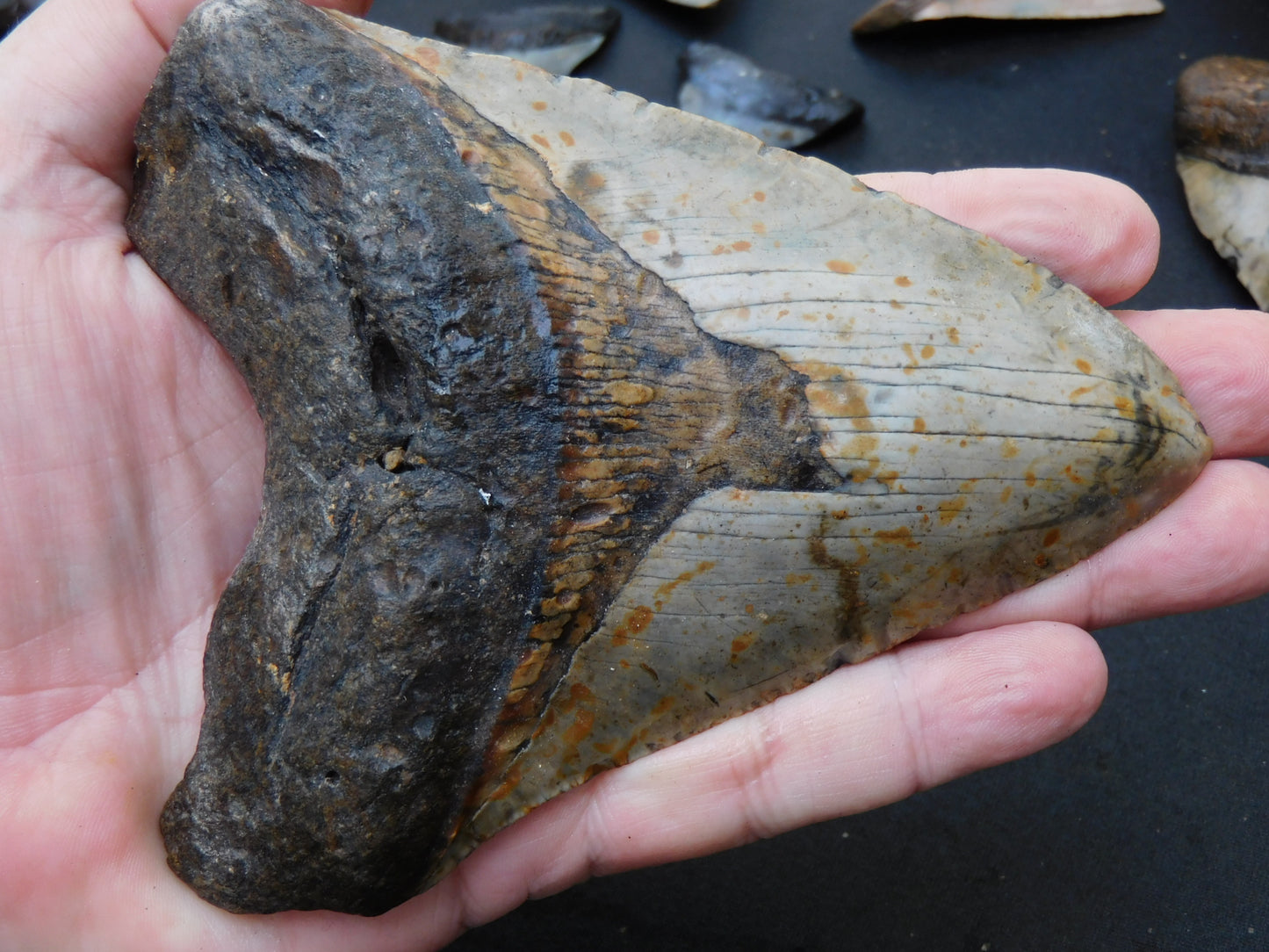 5.4 inch Megalodon Tooth