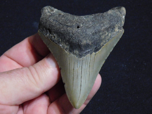 3.4 inch Megalodon Tooth