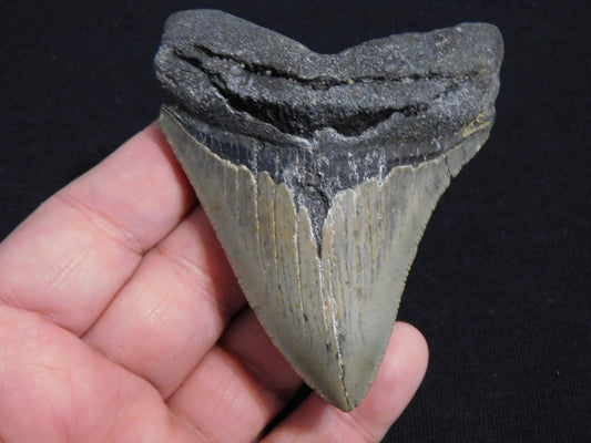 3.6 inch Megalodon Tooth