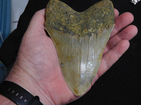 5.6 inch Megalodon Tooth