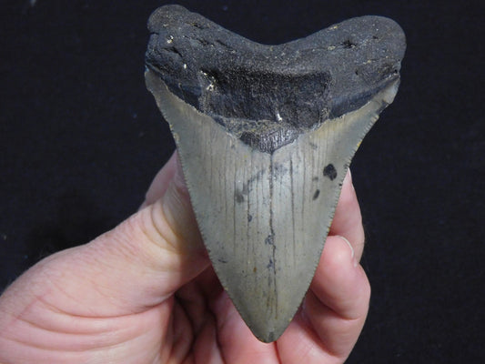 3.8 inch Megalodon Tooth