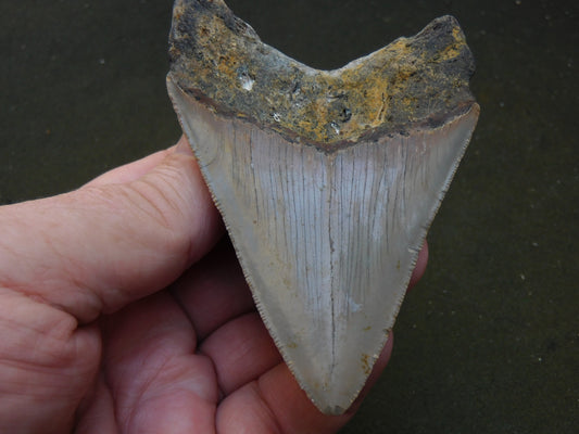3.8 inch Megalodon Tooth