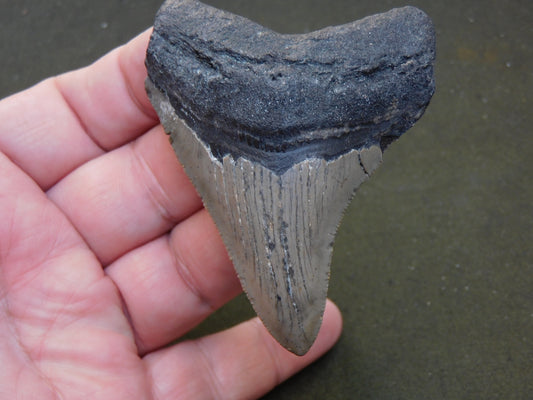 3.2 inch Megalodon Tooth