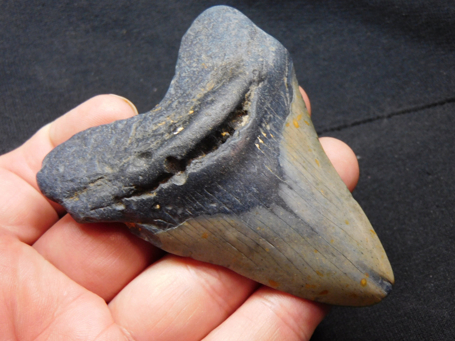 3.4 inch Megalodon Tooth