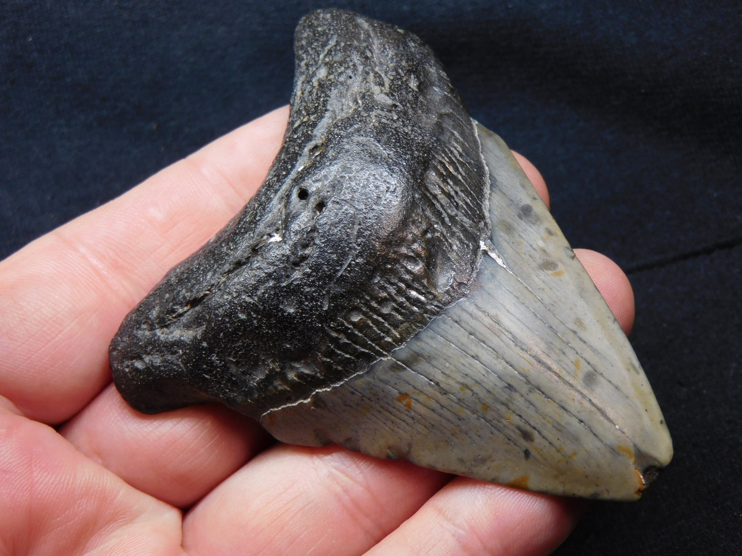 3.4 inch Megalodon Tooth