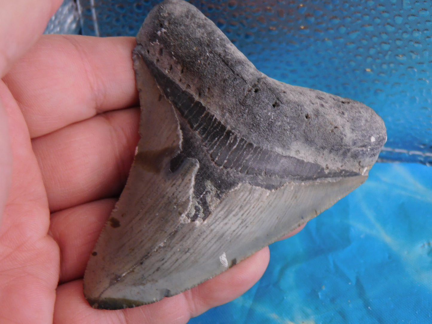 3.77 inch Megalodon Tooth