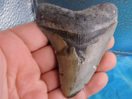 3.77 inch Megalodon Tooth