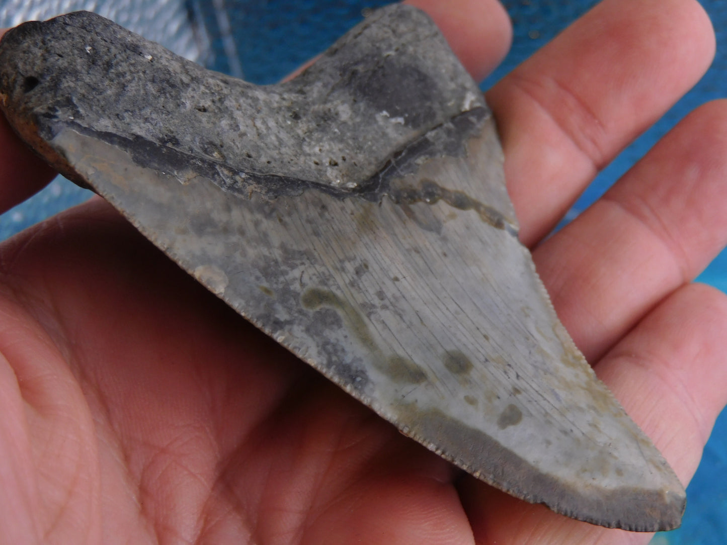 3.77 inch Megalodon Tooth