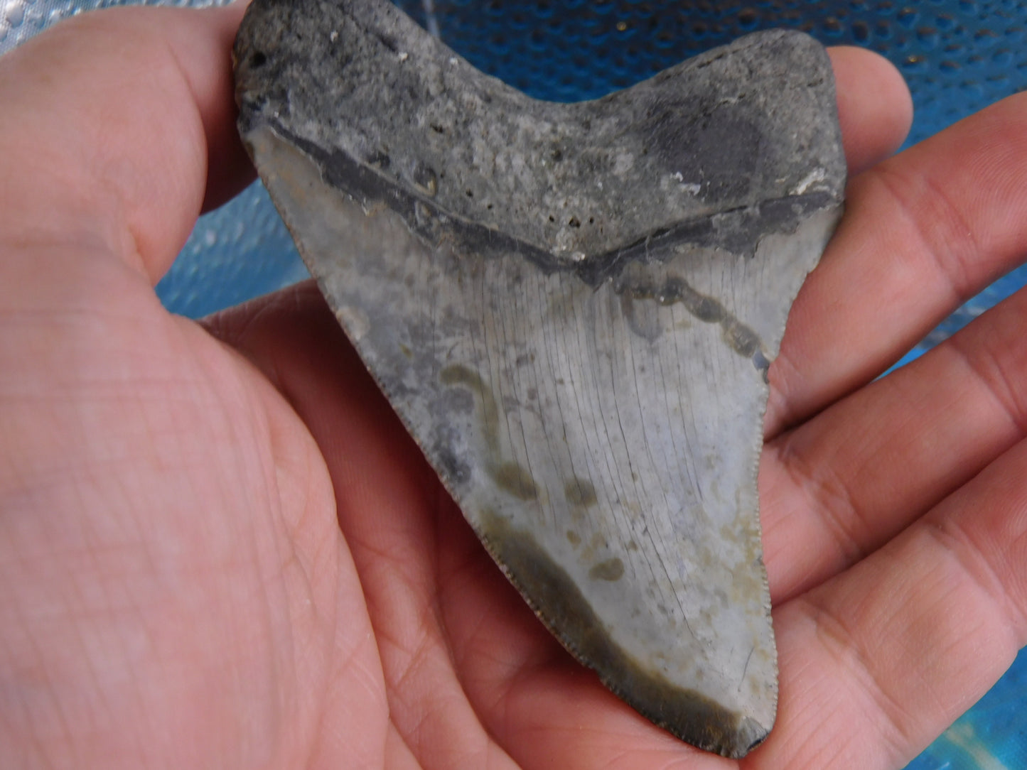 3.77 inch Megalodon Tooth