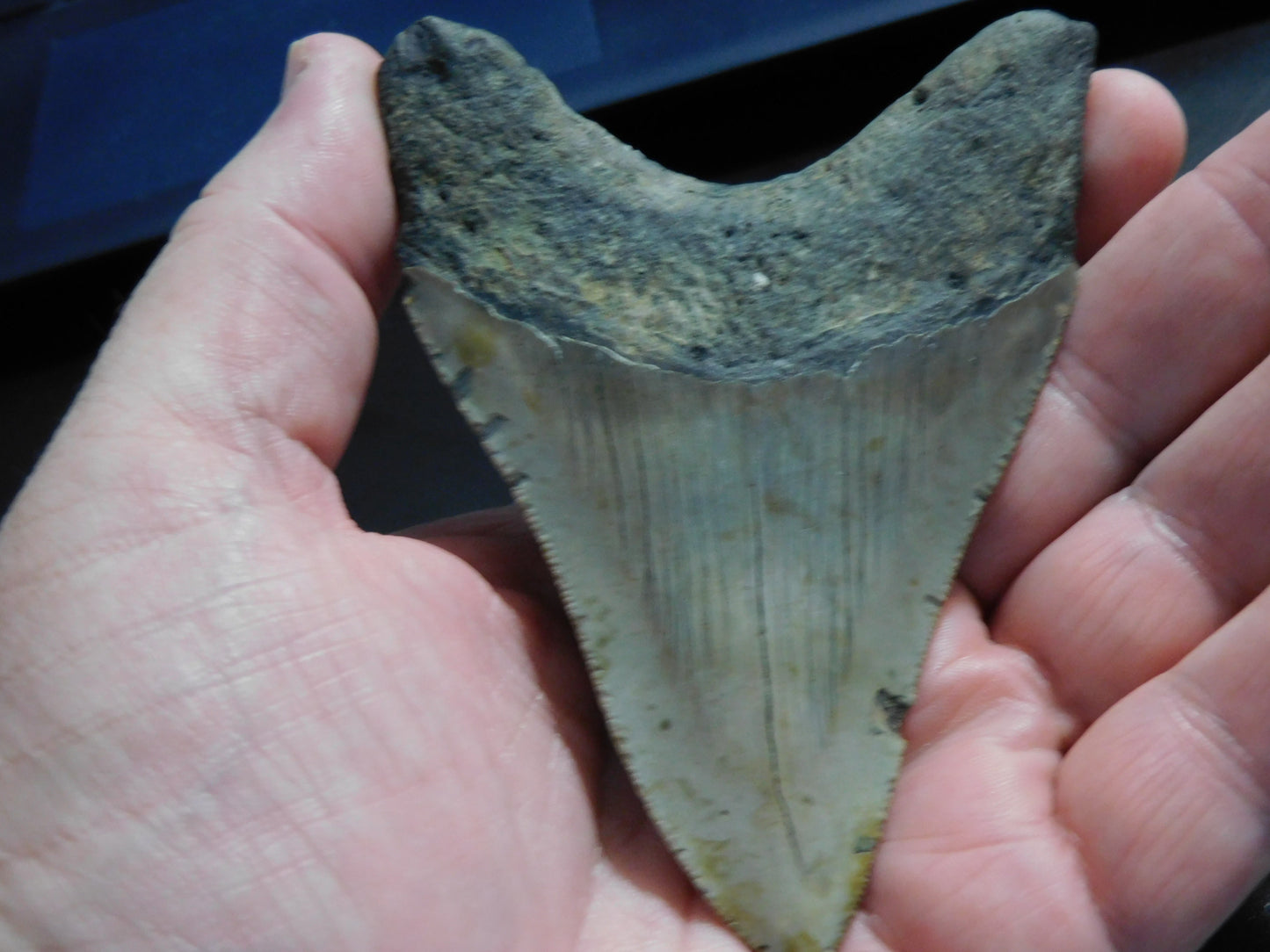 4.4 inch Megalodon Tooth