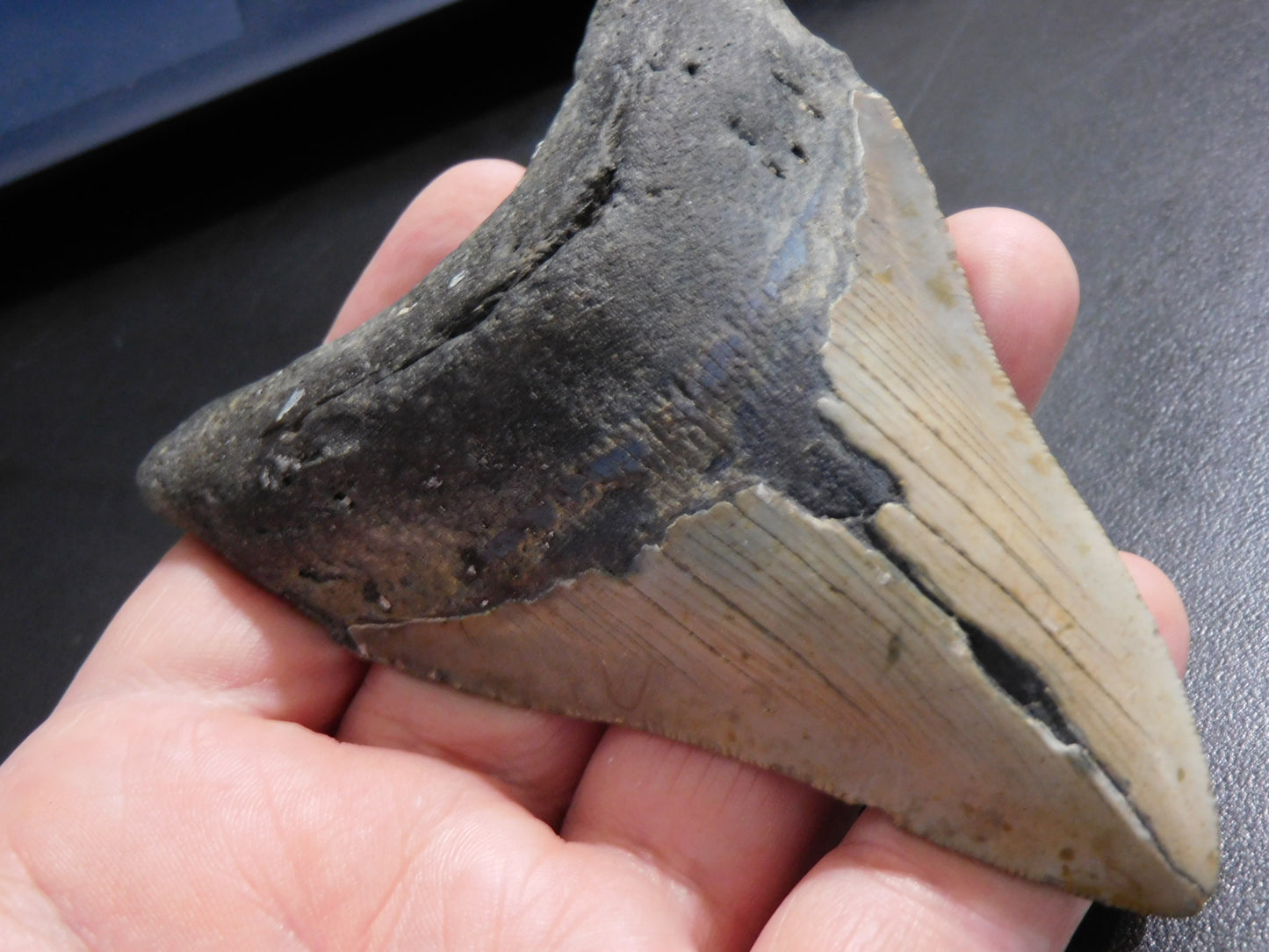 4.4 inch Megalodon Tooth