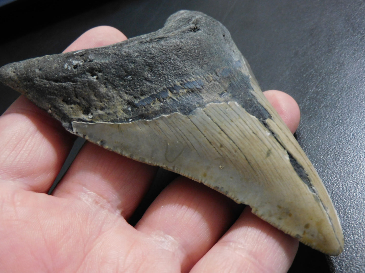4.4 inch Megalodon Tooth