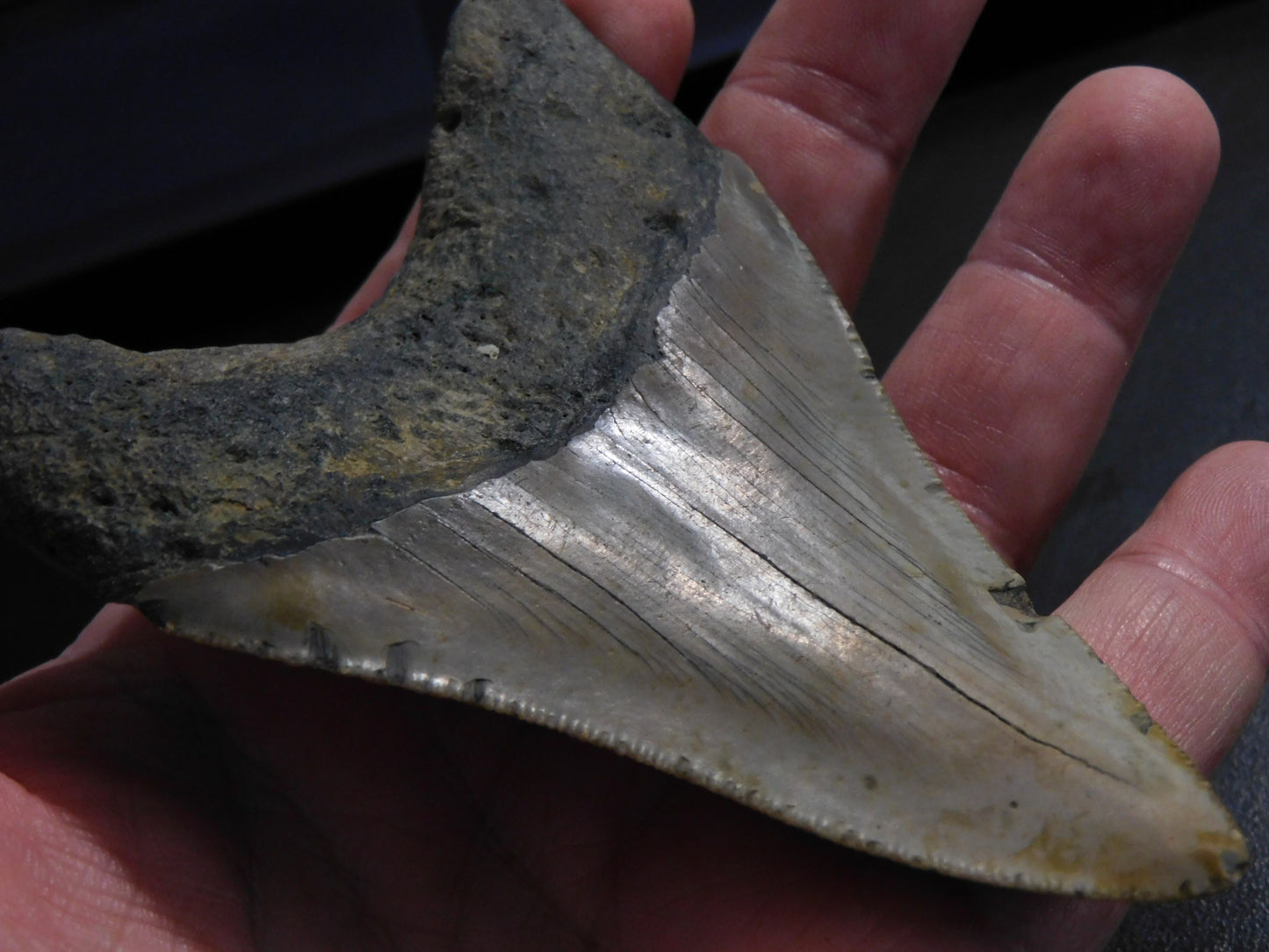 4.4 inch Megalodon Tooth