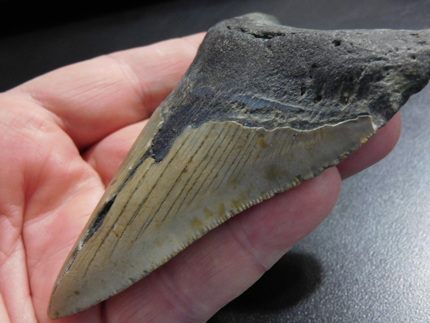 4.4 inch Megalodon Tooth