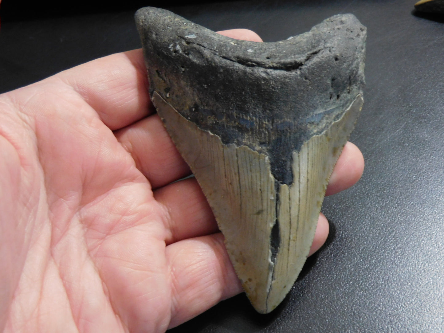 4.4 inch Megalodon Tooth
