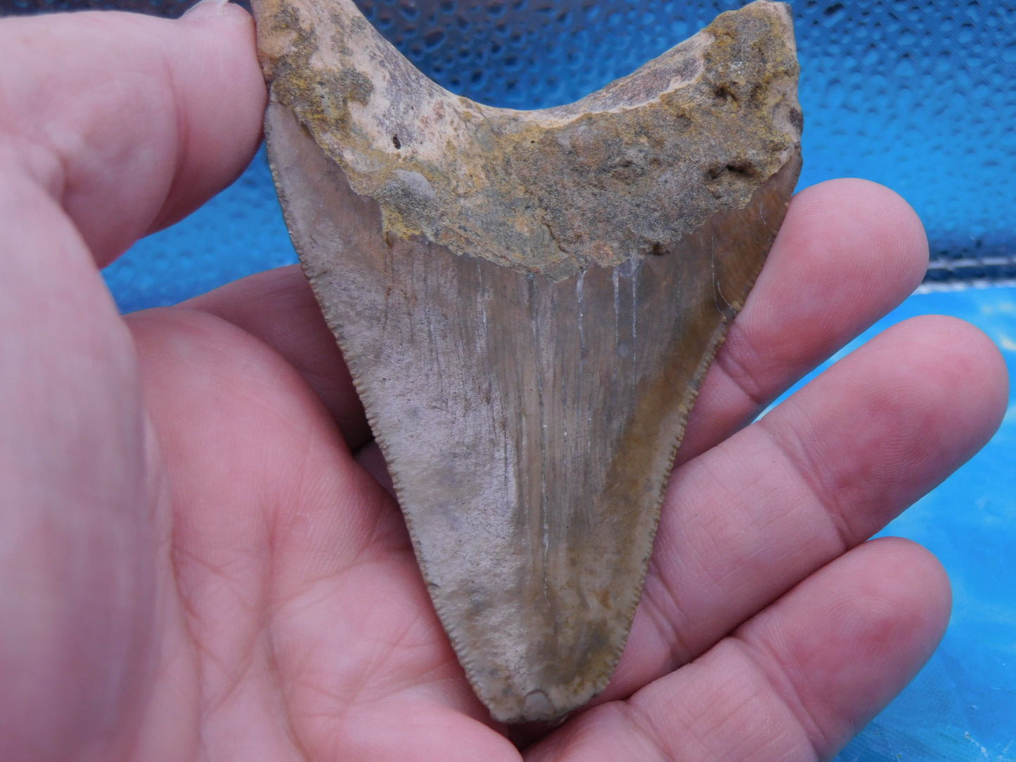 3.88 inch Megalodon Tooth