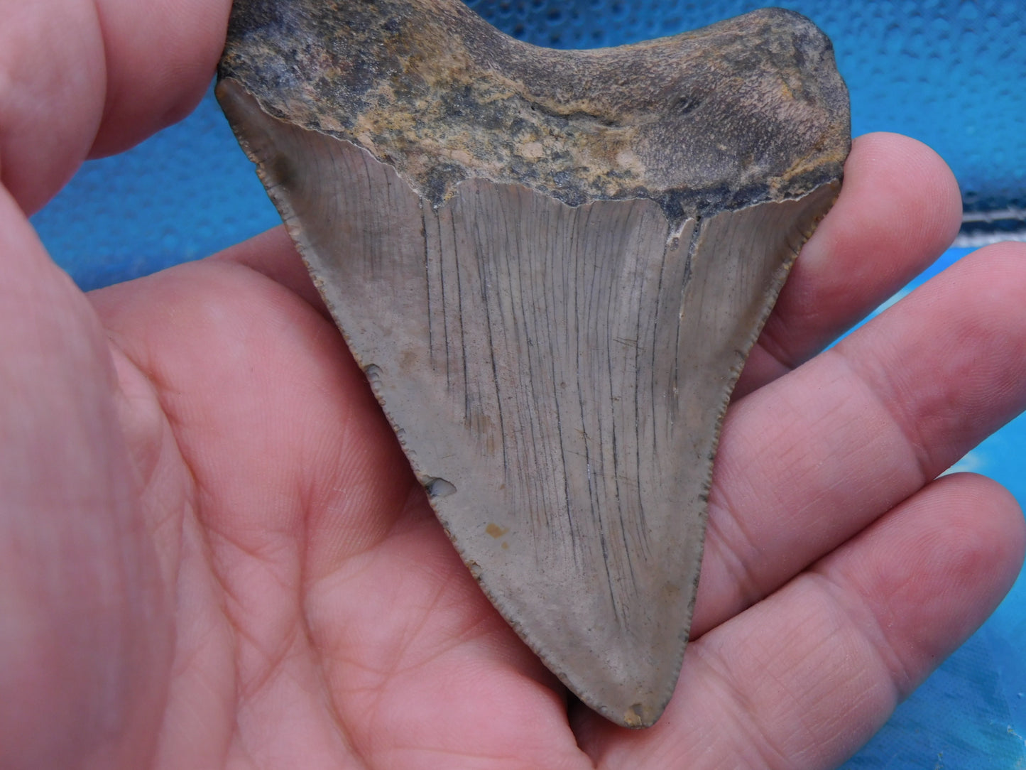 3.7 inch Megalodon Tooth