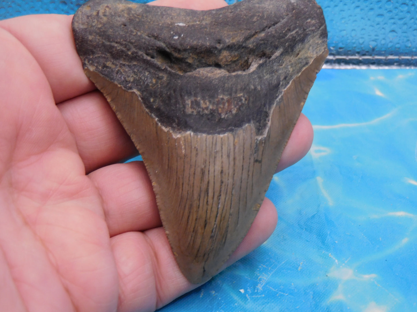 3.7 inch Megalodon Tooth