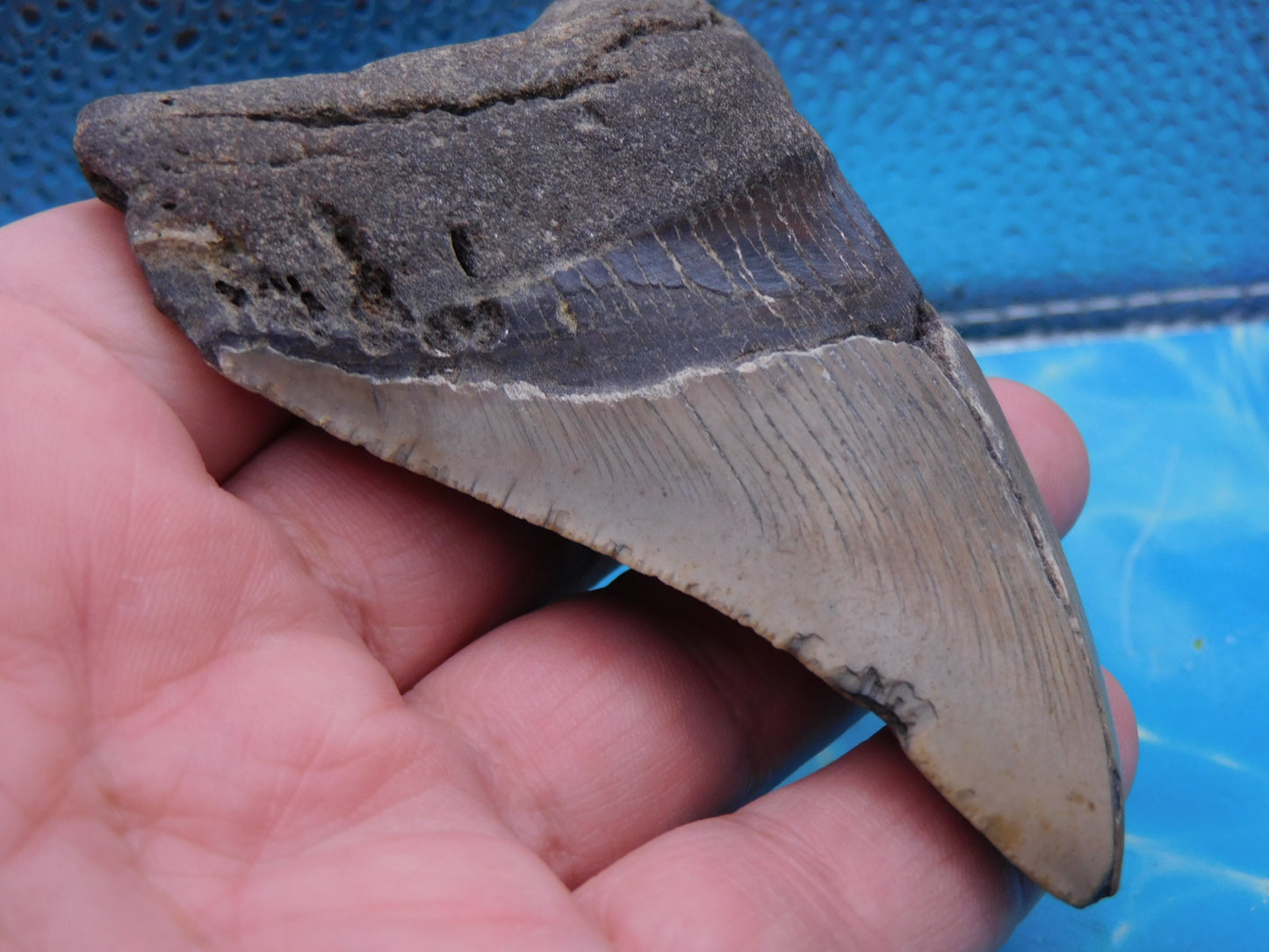 4.1 inch Megalodon Tooth
