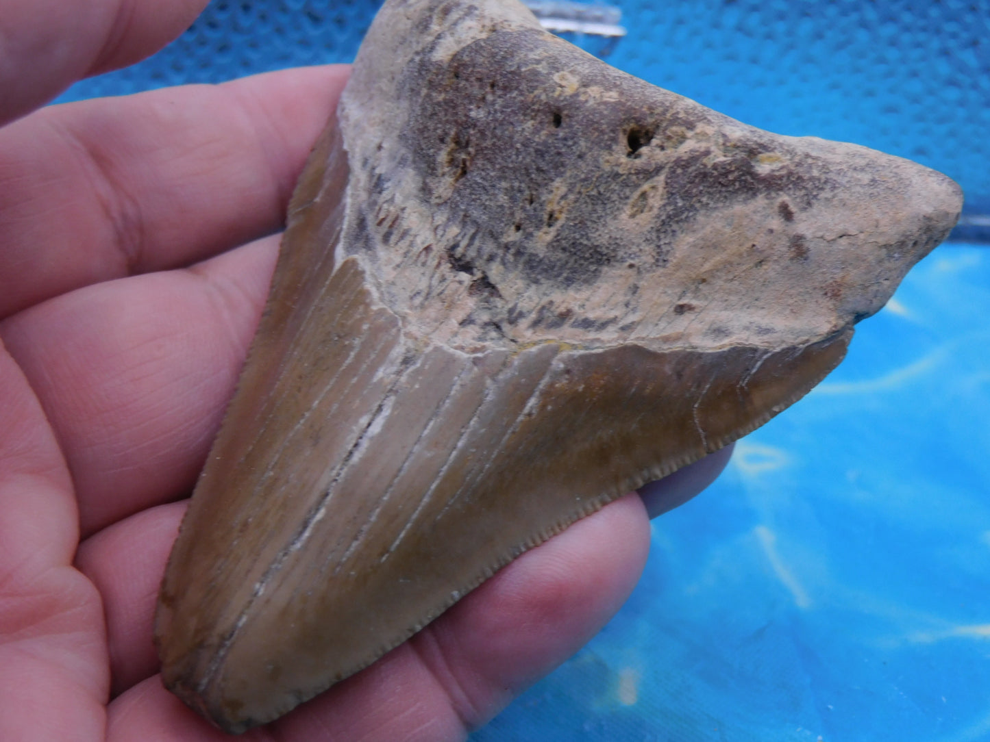 3.88 inch Megalodon Tooth