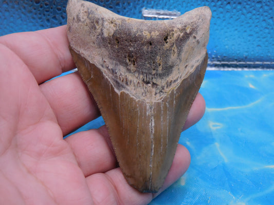3.88 inch Megalodon Tooth