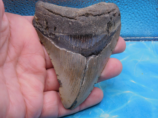 4.1 inch Megalodon Tooth