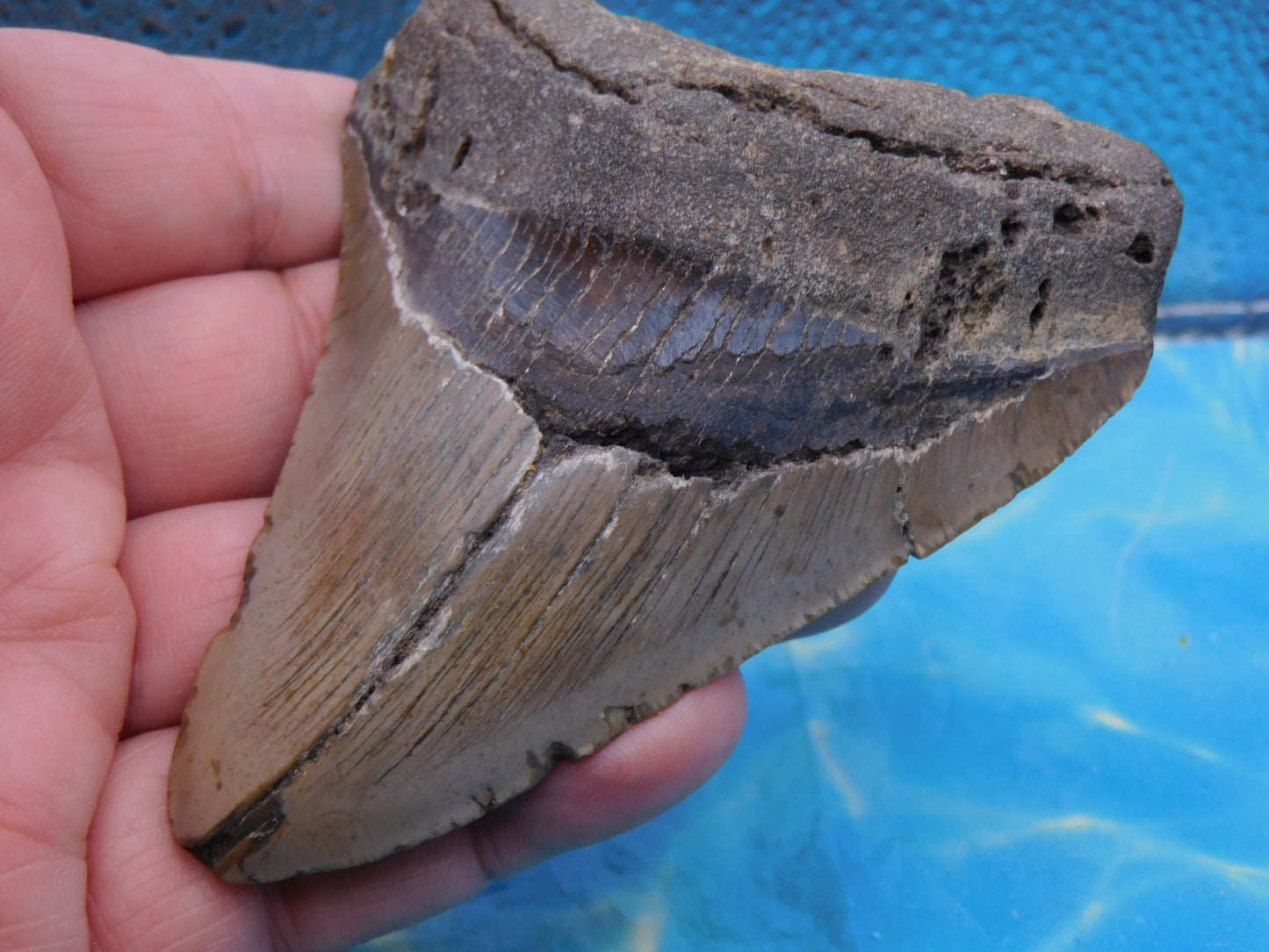 4.1 inch Megalodon Tooth