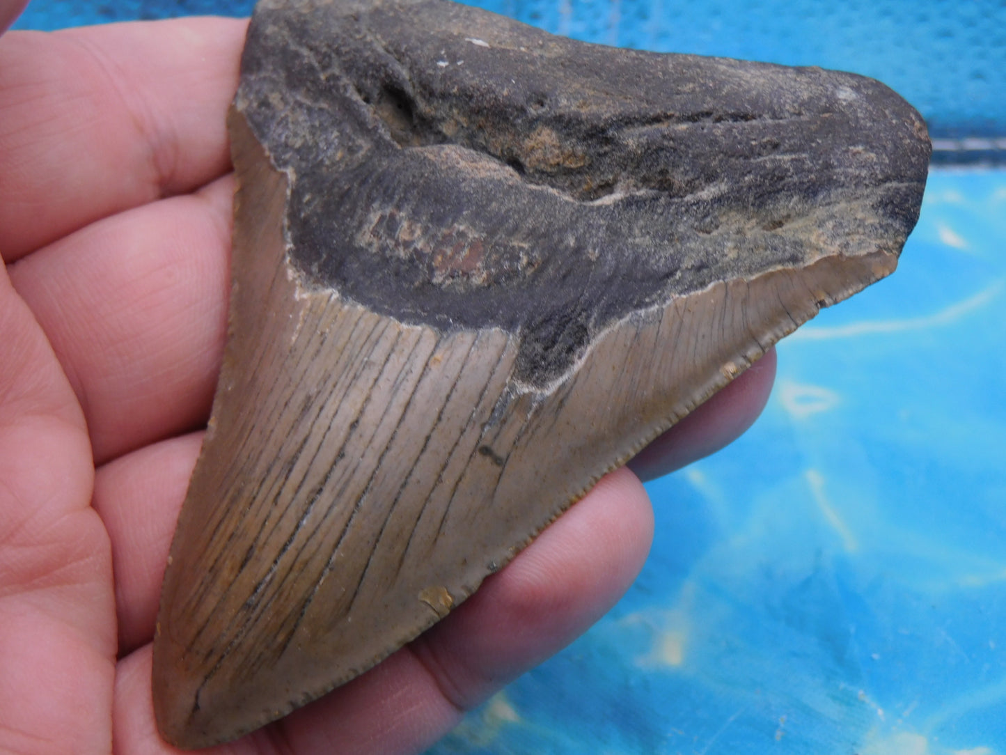 3.7 inch Megalodon Tooth