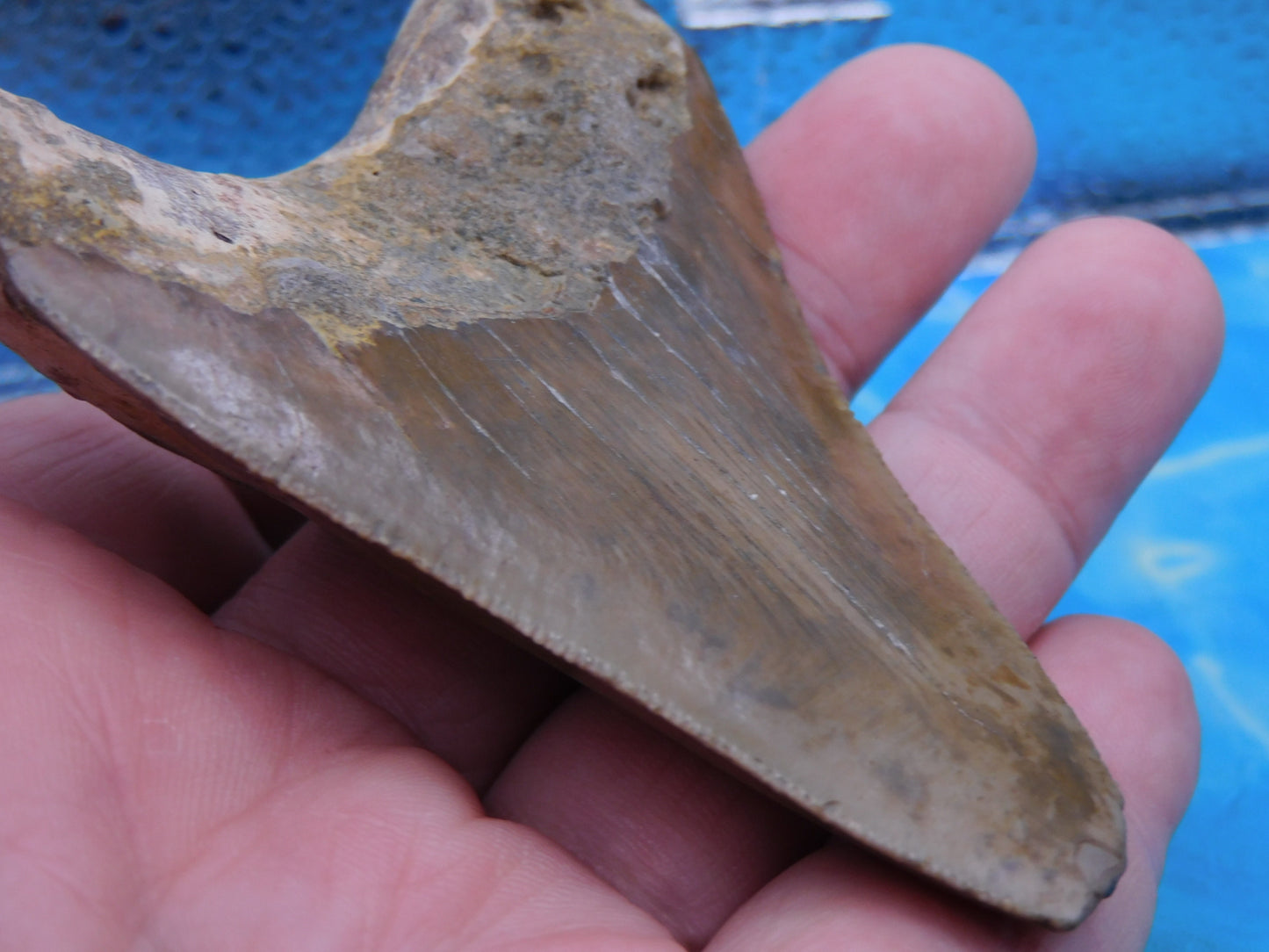 3.88 inch Megalodon Tooth