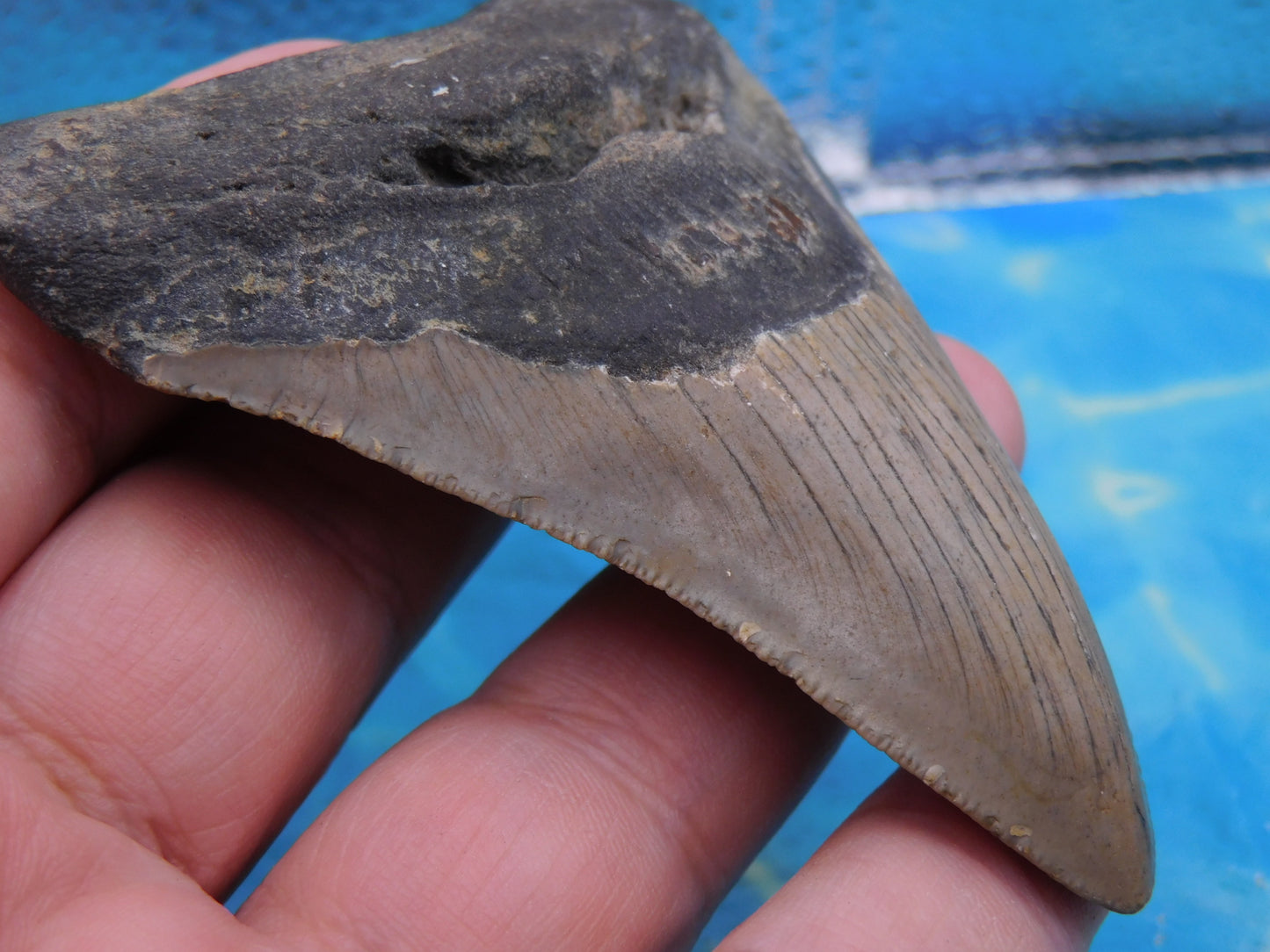 3.7 inch Megalodon Tooth