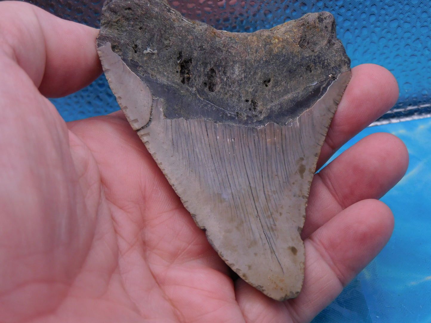 4.1 inch Megalodon Tooth